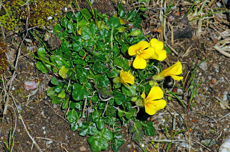Morisia monanthos / Morisia